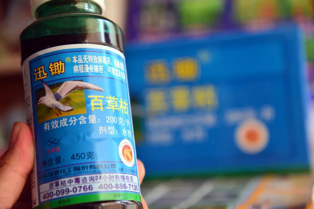 夺命百草枯为何惹事不断?(图1)